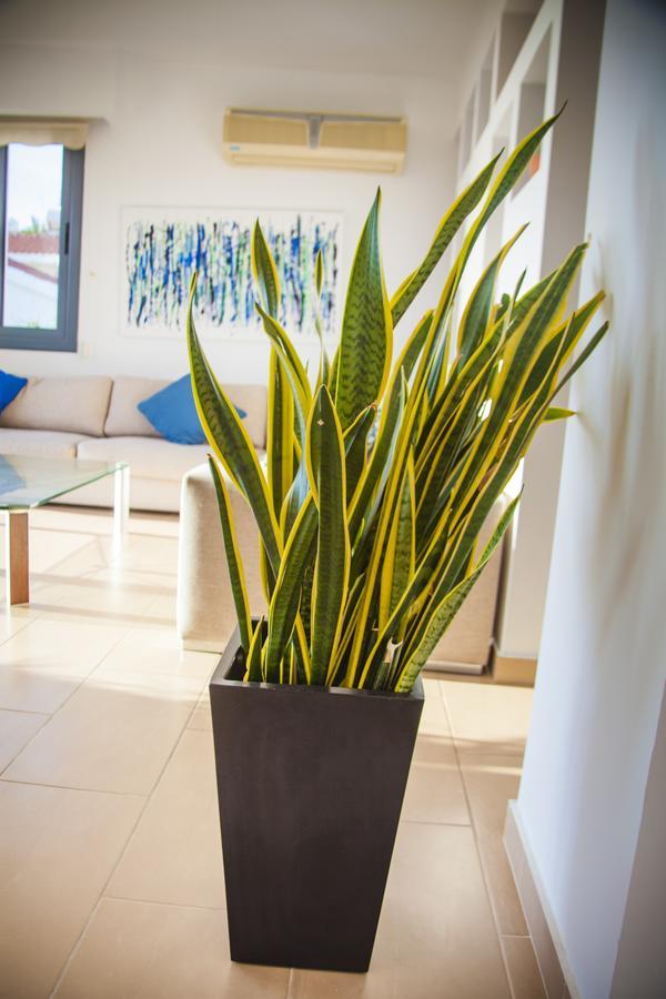 Villa Infinite Blu Paphos Exterior photo